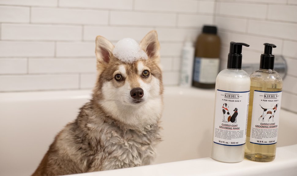 Kiehl's cuddly coat outlet grooming shampoo