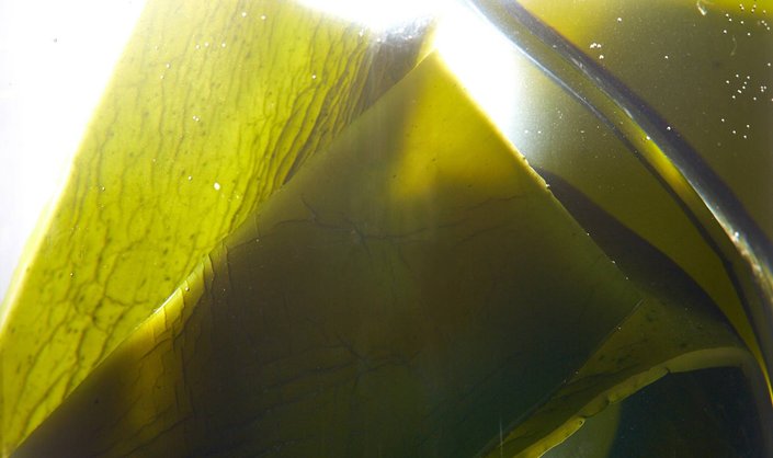 So This Is Why So Many Skin-Care Products Contain Seaweed