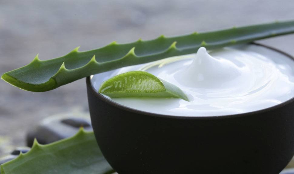 All About Aloe Vera: Our 4 Favorite Skin Soothing Products