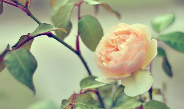 The Beauty Benefits of Rose: A Refreshing Gel-Textured Body Scrub
