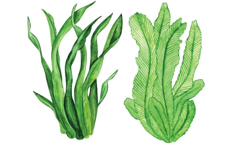 The Top 3 Beauty Benefits of Seaweed